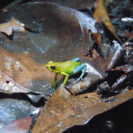 Hacienda Mil Bellezas - Private 40Ha Jungle Reserve Quepos Exteriér fotografie